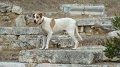 Agora dog